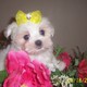 Male and Female Maltese , 10 Weeks 